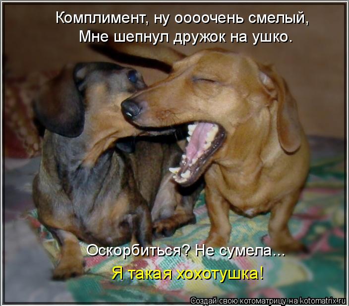 Котоматрица: Комплимент, ну оооочень смелый, Мне шепнул дружок на ушко. Оскорбиться? Не сумела... Я такая хохотушка!