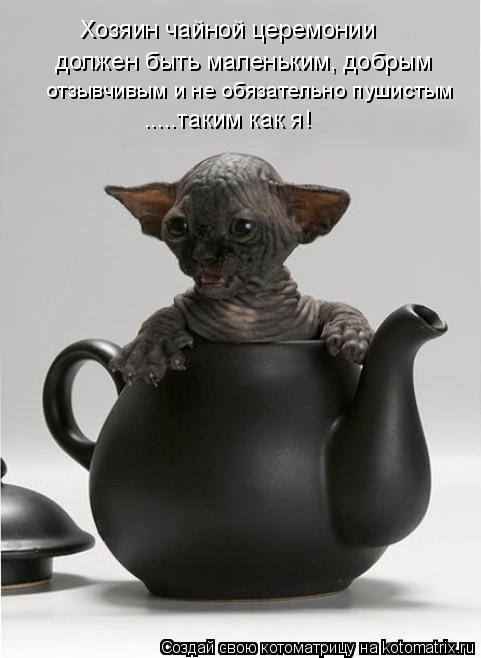 Котоматрица: Хозяин чайной церемонии должен быть маленьким, добрым .....таким как я! отзывчивым и не обязательно пушистым