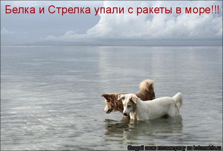 Белка и Стрелка упали с ракеты в море!!!... Котоматрица: Белка и Стрелка упали с ракеты в море!!!