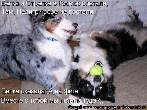 Белка и Стрелка в Космос слетали, Там, Педигри себе не достали. Белка сказала:;А,на фига, Белка сказа... Котоматрица: Белка и Стрелка в Космос слетали, Там, Педигри себе не достали. Белка сказала:;А,на фига, Белка сказала:;А,на фига, Вместе с тобой мы летали туд