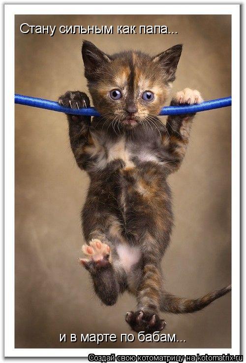 Котоматрица: Стану сильным как папа... и в марте по бабам...