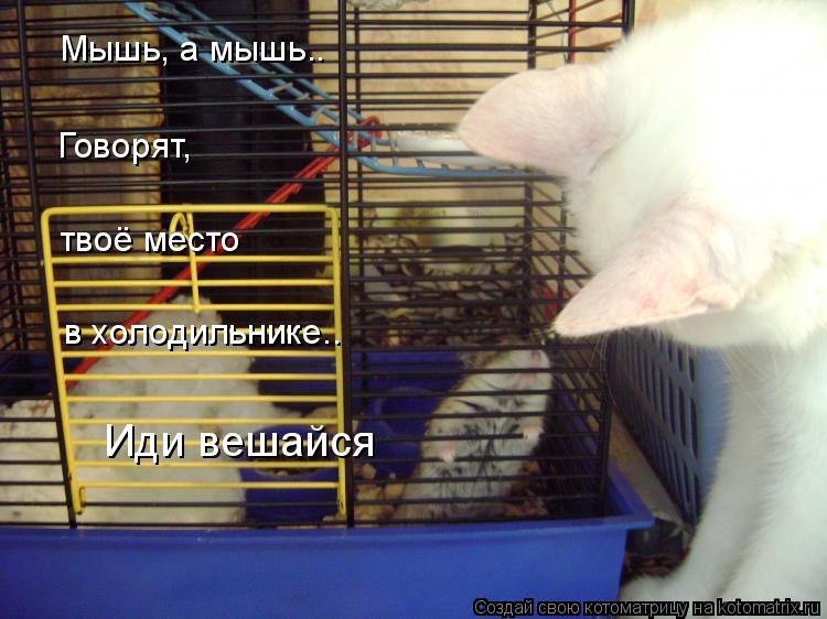Мышь, а мышь.. Говорят, твоё место в холодильнике.. Иди вешайся... Котоматрица: Мышь, а мышь.. Говорят, твоё место в холодильнике.. Иди вешайся