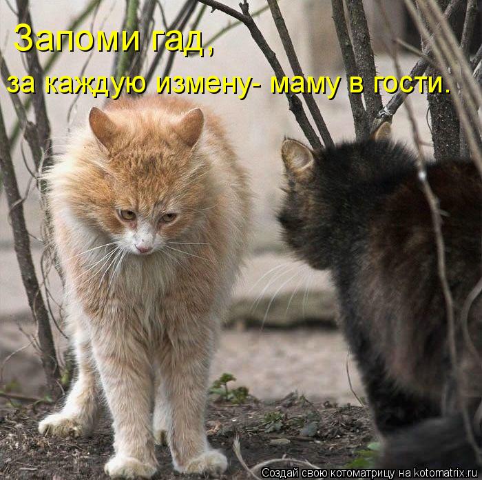 Запоми гад, за каждую измену- маму в гости…... Котоматрица: Запоми гад, за каждую измену- маму в гости…