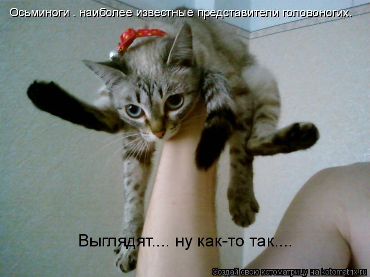 Осьминоги — наиболее известные представители головоногих. Выглядят.... ну как-то так....... Котоматрица: Осьминоги — наиболее известные представители головоногих. Выглядят.... ну как-то так....