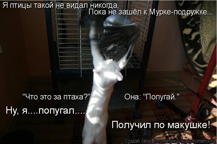 Я птицы такой не видал никогда, Пока не зашёл к Мурке-подружке... "Что это за птаха?" ... Котоматрица: Я птицы такой не видал никогда, Пока не зашёл к Мурке-подружке... "Что это за птаха?" Она: "Попугай." Ну, я....попугал.... Получил по м