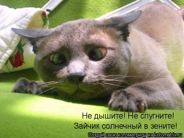 Не дышите! Не спугните! Зайчик солнечный в зените!... Котоматрица: Не дышите! Не спугните! Зайчик солнечный в зените!