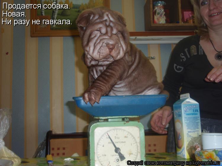 Продается собака. Новая. Ни разу не гавкала.... Котоматрица: Продается собака. Новая. Ни разу не гавкала.