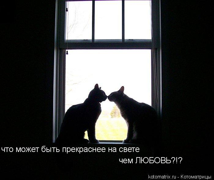 что может быть прекраснее на свете чем ЛЮБОВЬ?!?... Котоматрица: что может быть прекраснее на свете чем ЛЮБОВЬ?!?