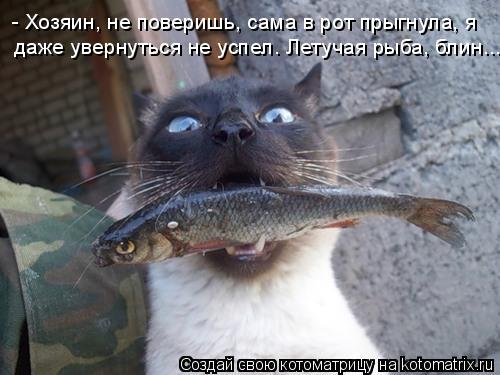 - Хозяин, не поверишь, сама в рот прыгнула, я даже увернуться не успел. Летучая рыба, блин...... Котоматрица: - Хозяин, не поверишь, сама в рот прыгнула, я даже увернуться не успел. Летучая рыба, блин...