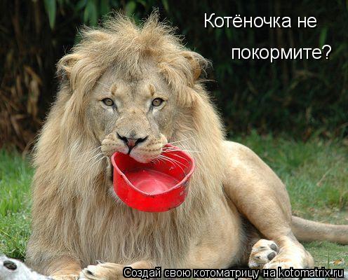 Котёночка не покормите?... Котоматрица: Котёночка не покормите?