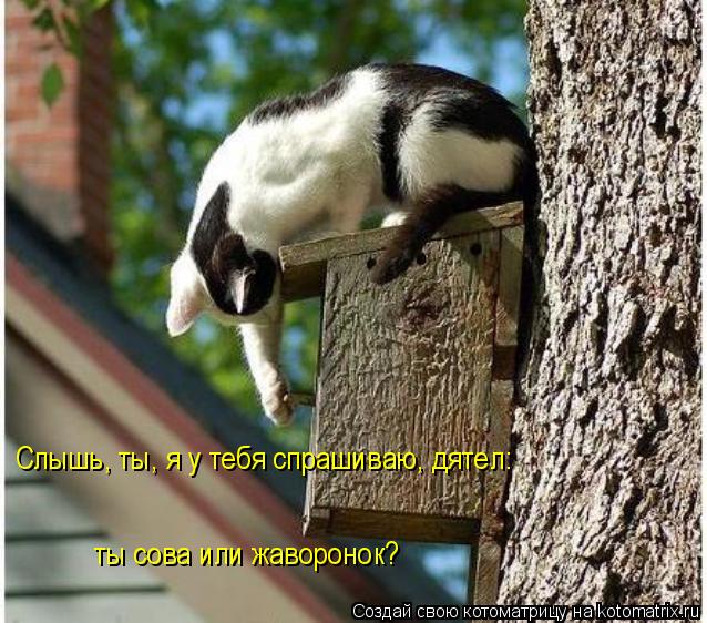 Слышь, ты, я у тебя спрашиваю, дятел: ты сова или жаворонок?... Котоматрица: Слышь, ты, я у тебя спрашиваю, дятел: ты сова или жаворонок?