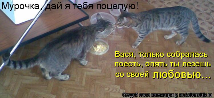 Котоматрица: Вася, только собралась поесть, опять ты лезешь со своей  любовью... Мурочка, дай я тебя поцелую!