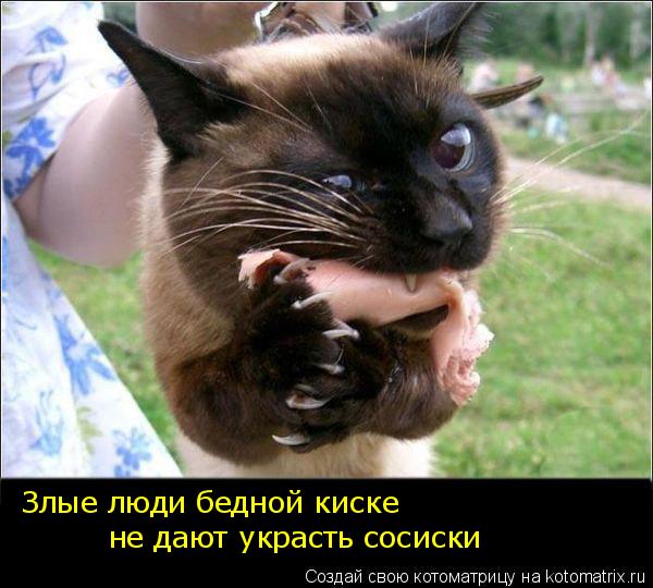 Злые люди бедной киске не дают украсть сосиски... Котоматрица: Злые люди бедной киске не дают украсть сосиски