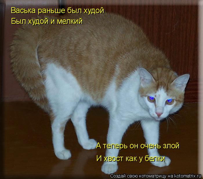 Васька раньше был худой Был худой и мелкий А теперь он очень злой И хвост как у белки... Котоматрица: Васька раньше был худой Был худой и мелкий А теперь он очень злой И хвост как у белки
