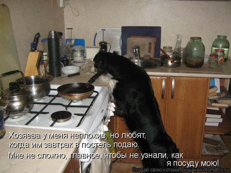 Хозяева у меня неплохие, но любят, когда им завтрак в постель подаю. Мне не сложно, главное, чтобы не... Котоматрица: Хозяева у меня неплохие, но любят, когда им завтрак в постель подаю. Мне не сложно, главное, чтобы не узнали, как я посуду мою!