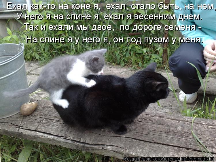 Ехал как-то на коне я, ехал, стало быть, на нем, У него я на спине я, ехал я весенним днем. Так и ... Котоматрица: Ехал как-то на коне я, ехал, стало быть, на нем, У него я на спине я, ехал я весенним днем. Так и ехали мы двое, по дороге семеня - На спине я у