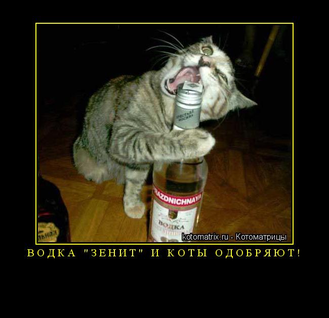 Котоматрица: Водка "Зенит" и коты одобряют! 