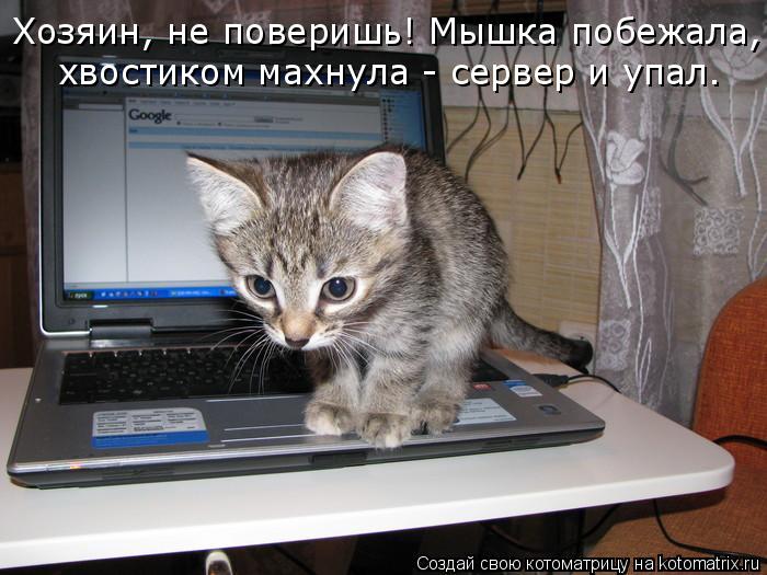 Хозяин, не поверишь! Мышка побежала, хвостиком махнула - сервер и упал.... Котоматрица: Хозяин, не поверишь! Мышка побежала, хвостиком махнула - сервер и упал.