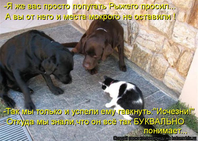 -Я же вас просто попугать Рыжего просил... А вы от него и места мокрого не оставили ! -Так мы только ... Котоматрица: -Я же вас просто попугать Рыжего просил... А вы от него и места мокрого не оставили ! -Так мы только и успели ему гавкнуть:"Исчезни!" Откуда мы з