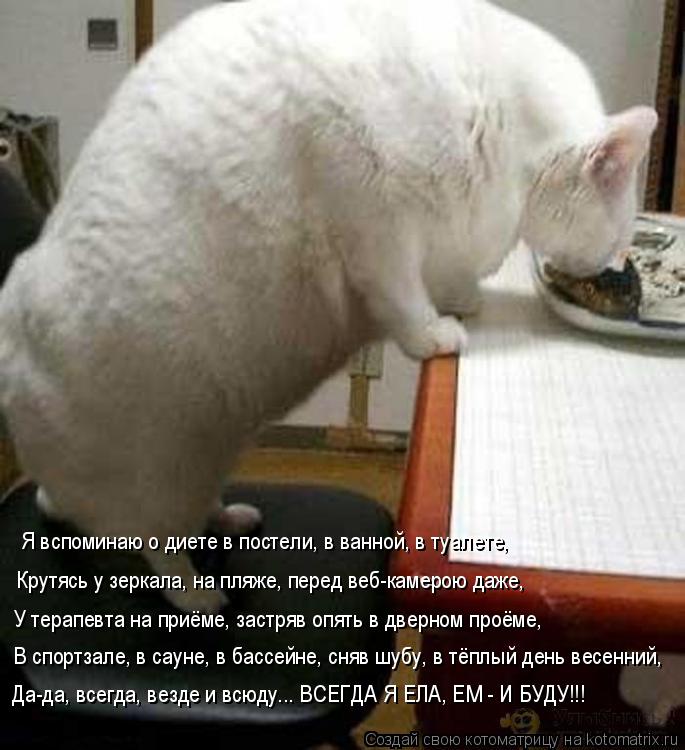 Я вспоминаю о диете в постели, в ванной, в туалете, Крутясь у зеркала, на пляже, перед веб-камерою д... Котоматрица: Я вспоминаю о диете в постели, в ванной, в туалете, Крутясь у зеркала, на пляже, перед веб-камерою даже, У терапевта на приёме, застряв опять