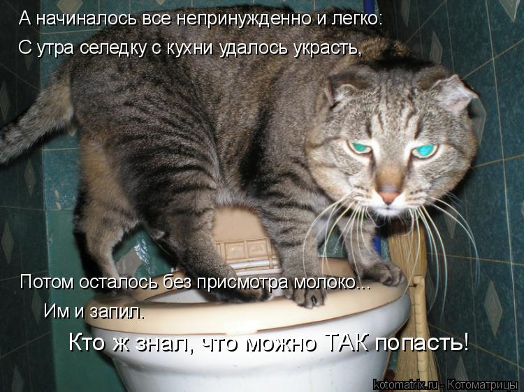А начиналось все непринужденно и легко: С утра селедку с кухни удалось украсть, Потом осталось без пр... Котоматрица: А начиналось все непринужденно и легко: С утра селедку с кухни удалось украсть, Потом осталось без присмотра молоко... Им и запил. Кто ж знал,