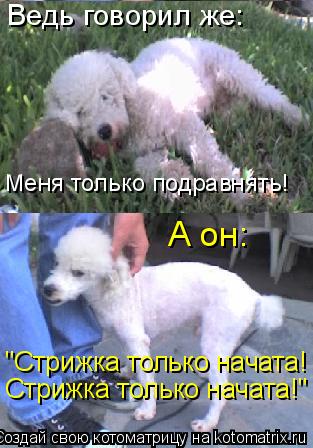 Стрижка только началась стих Стрижка только началась стих