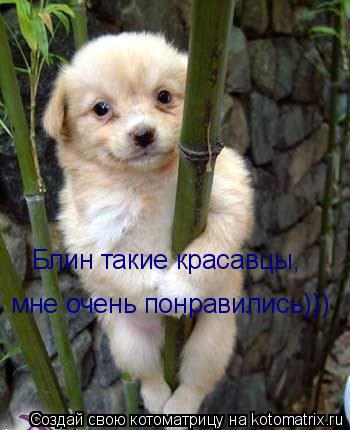 Блин такие красавцы, мне очень понравились)))