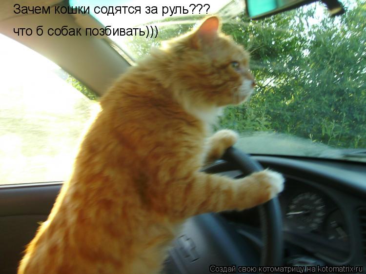 Котоматрица: Зачем кошки содятся за руль???  что б собак позбивать)))