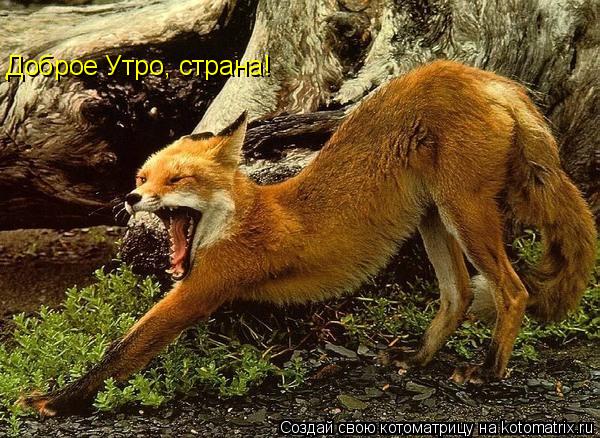 Котоматрица: Доброе Утро, страна!