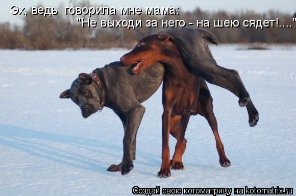 Котоматрица: Эх, ведь  говорила мне мама:   "Не выходи за него - на шею сядет!...."