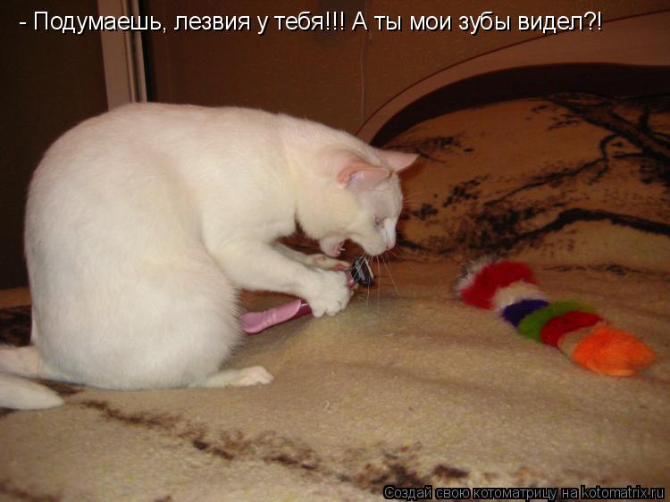 - Подумаешь, лезвия у тебя!!! А ты мои зубы видел?!... Котоматрица: - Подумаешь, лезвия у тебя!!! А ты мои зубы видел?!