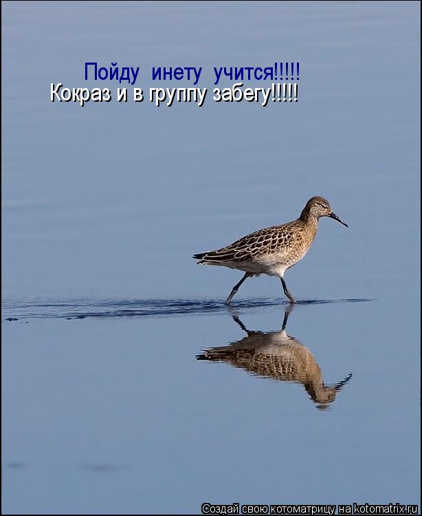 Пойду инету учится!!!!! Кокраз и в группу забегу!!!!!... Котоматрица: Пойду инету учится!!!!! Кокраз и в группу забегу!!!!!
