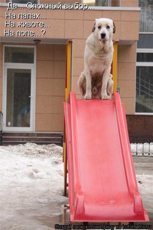 Котоматрица: Да... Сложный выбор... На лапах... На животе... На попе...?