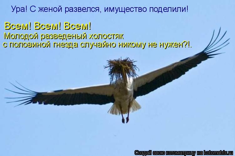 Ура! С женой развелся, имущество поделили! Всем! Всем! Всем! Молодой разведеный холостяк с половиной ... Котоматрица: Ура! С женой развелся, имущество поделили! Всем! Всем! Всем! Молодой разведеный холостяк с половиной гнезда случайно никому не нужен?!.