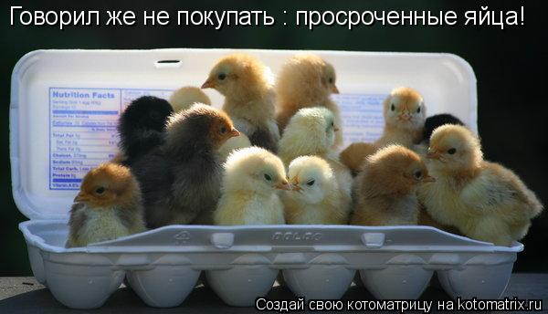 Котоматрица: Говорил же не покупать : просроченные яйца!