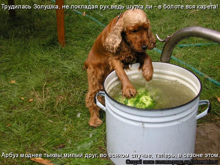 Трудилась Золушка, не покладая рук,ведь шутка ли - в болоте вся карета! Арбуз моднее тыквы,милый друг... Котоматрица: Трудилась Золушка, не покладая рук,ведь шутка ли - в болоте вся карета! Арбуз моднее тыквы,милый друг, во всяком случае, теперь, в сезоне этом.