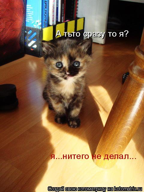 А тьто сразу то я? я...нитего не делал...... Котоматрица: А тьто сразу то я? я...нитего не делал...