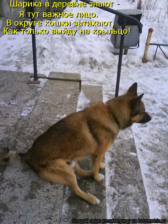 Я тут важное лицо. В округе кошки затихают, Шарика в деревне знают - Как только выйду на крыльцо!... Котоматрица: Я тут важное лицо. В округе кошки затихают, Шарика в деревне знают - Как только выйду на крыльцо!