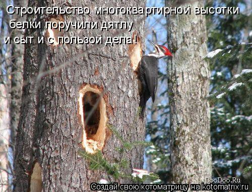Строительство многоквартирной высотки белки поручили дятлу и сыт и с пользой дела!... Котоматрица: Строительство многоквартирной высотки белки поручили дятлу и сыт и с пользой дела!
