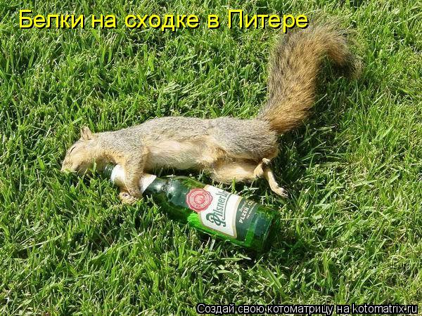 Белки на сходке в Питере... Котоматрица: Белки на сходке в Питере