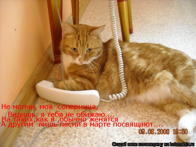 Котоматрица: Видишь, я тебя не обижаю.... На таких,как я ,обычно женятся Не молчи, моя  соперница, А другим  лишь песни в марте посвящают....