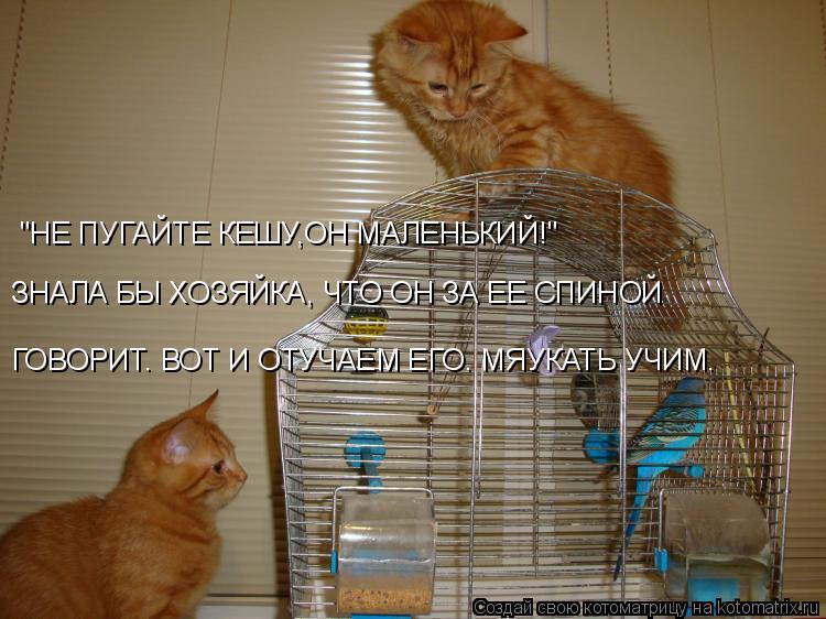 "НЕ ПУГАЙТЕ КЕШУ,ОН МАЛЕНЬКИЙ!" ЗНАЛА БЫ ХОЗЯЙКА, ЧТО ОН ЗА ЕЕ СПИНОЙ ГОВОРИТ. ВОТ И ОТУЧАЕМ ЕГО. МЯ... Котоматрица: "НЕ ПУГАЙТЕ КЕШУ,ОН МАЛЕНЬКИЙ!" ЗНАЛА БЫ ХОЗЯЙКА, ЧТО ОН ЗА ЕЕ СПИНОЙ ГОВОРИТ. ВОТ И ОТУЧАЕМ ЕГО. МЯУКАТЬ УЧИМ.