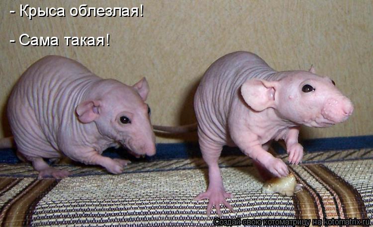 сфинксы могут ловить крыс сфинксы могут ловить крыс