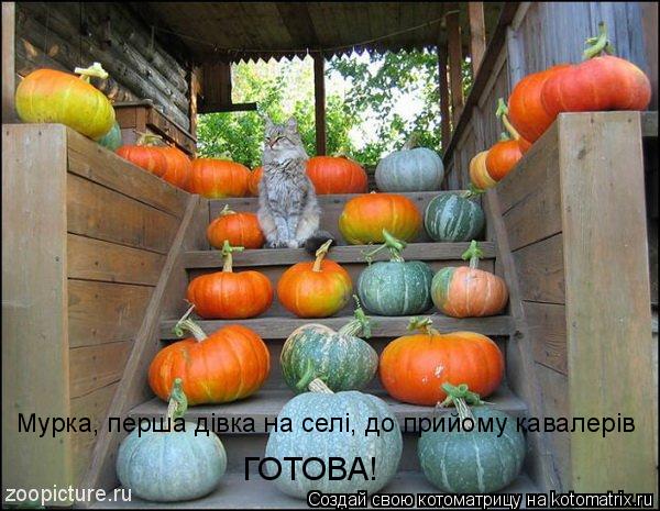 Мурка, перша дiвка на селi, до прийому кавалерiв ГОТОВА!... Котоматрица: Мурка, перша дiвка на селi, до прийому кавалерiв ГОТОВА!