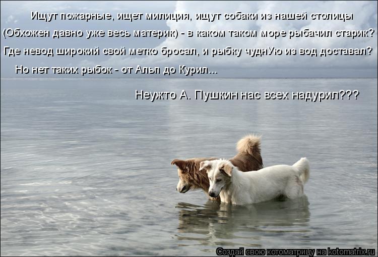 Ищут пожарные, ищет милиция, ищут собаки из нашей столицы Но нет таких рыбок - от Альп до Курил... Н... Котоматрица: Ищут пожарные, ищет милиция, ищут собаки из нашей столицы Но нет таких рыбок - от Альп до Курил... Неужто А. Пушкин нас всех надурил??? Где нево