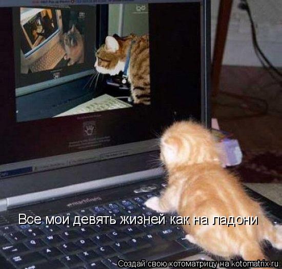 Все мои девять жизней как на ладони... Котоматрица: Все мои девять жизней как на ладони