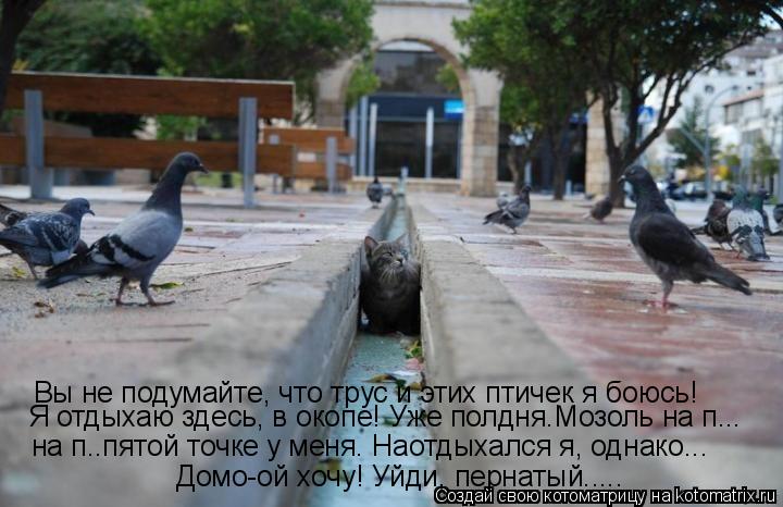 Вы не подумайте, что трус и этих птичек я боюсь! Я отдыхаю здесь, в окопе! Уже полдня.Мозоль на п... ... Котоматрица: Вы не подумайте, что трус и этих птичек я боюсь! Я отдыхаю здесь, в окопе! Уже полдня.Мозоль на п... на п..пятой точке у меня. Наотдыхался я, одна