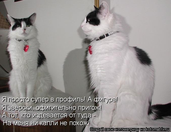 На меня ни капли не похож! Я зверски, офигительно пригож! А тот, кто издевается от туда - Я просто с... Котоматрица: На меня ни капли не похож! Я зверски, офигительно пригож! А тот, кто издевается от туда - Я просто супер в профиль! А фигура!