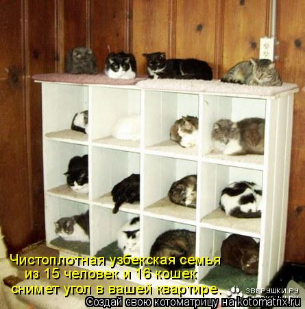 Котоматрица: Чистоплотная узбекская семья  из 15 человек и 16 кошек снимет угол в вашей квартире.