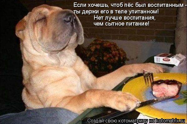 Если хочешь, чтоб пёс был воспитанным - ты держи его в теле упитанном! Нет лучше воспитания, чем с... Котоматрица: Если хочешь, чтоб пёс был воспитанным - ты держи его в теле упитанном! Нет лучше воспитания, чем сытное питание!